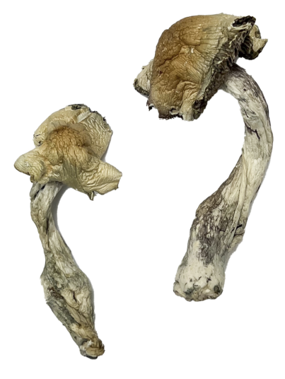 Buy Gorlin Magic Mushrooms